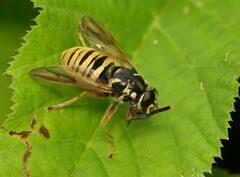 Attēlu rezultāti vaicājumam “Temnostoma vespiforme”