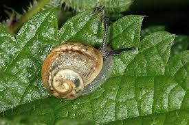 Attēlu rezultāti vaicājumam “Helix pomatia”
