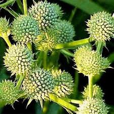 Attēlu rezultāti vaicājumam “Eryngium maritimum bud”