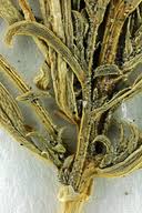 Attēlu rezultāti vaicājumam “Corispermum hyssopifolium fruit”