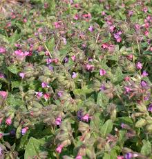 Attēlu rezultāti vaicājumam “Pulmonaria saccharata”