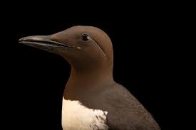 Image result for Uria aalge