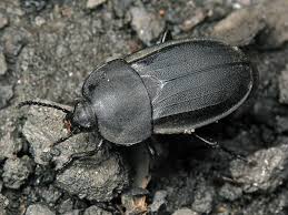 Attēlu rezultāti vaicājumam “Silpha obscura”