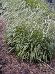 Attēlu rezultāti vaicājumam “Brachypodium sylvaticum”