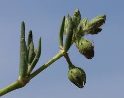 Attēlu rezultāti vaicājumam “Spergularia marina bud”