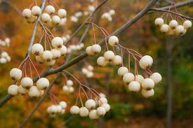 Attēlu rezultāti vaicājumam “Sorbus intermedia fruit”