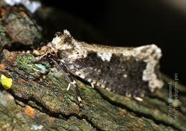 Attēlu rezultāti vaicājumam “Scardia boletella”