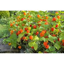 Attēlu rezultāti vaicājumam “Physalis alkekengi flower”
