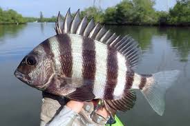 Image result for Archosargus probatocephalus