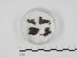 Attēlu rezultāti vaicājumam “Badhamia capsulifera”