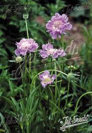 Image result for scabiosa caucasica