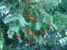 Attēlu rezultāti vaicājumam “Taxus”