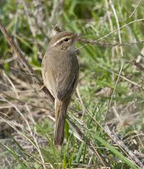 Image result for Phylloscopus schwarzi