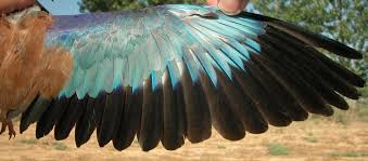 Attēlu rezultāti vaicājumam “Coracias garrulus adult”