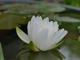 Attēlu rezultāti vaicājumam “Nymphaea candida”