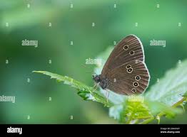 Attēlu rezultāti vaicājumam “Aphantopus hyperantus underside”