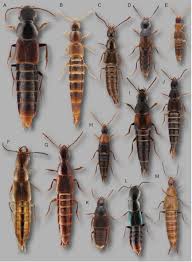 Attēlu rezultāti vaicājumam “Staphylinidae”