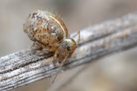 Attēlu rezultāti vaicājumam “Collembola”