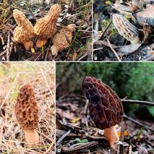 Attēlu rezultāti vaicājumam “Morchella sp.”