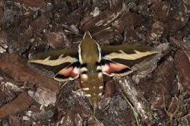 Attēlu rezultāti vaicājumam “Hyles gallii imago”