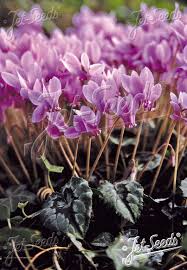 Attēlu rezultāti vaicājumam “Cyclamen hederifolium”