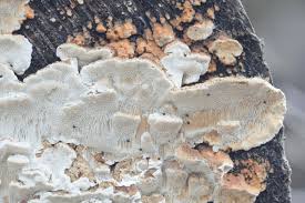 Attēlu rezultāti vaicājumam “Antrodia serialis”