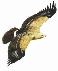 Attēlu rezultāti vaicājumam “Aquila pomarina”