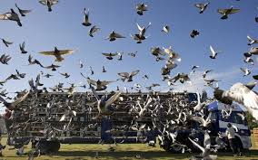 Image result for Abbeyton & Broomfield Racing Pigeons