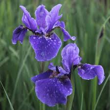 Attēlu rezultāti vaicājumam “Iris sibirica flower”