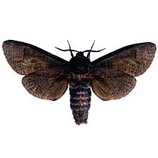 Attēlu rezultāti vaicājumam “Cossus cossus”