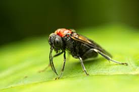 Attēlu rezultāti vaicājumam “Eriocampa ovata”