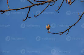 Attēlu rezultāti vaicājumam “Liriodendron tulipifera bud”