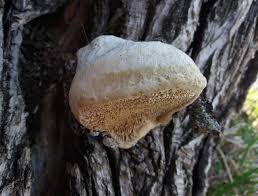 Attēlu rezultāti vaicājumam “Trametes suaveolens”