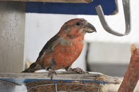 Attēlu rezultāti vaicājumam “Loxia pytyopsittacus male”