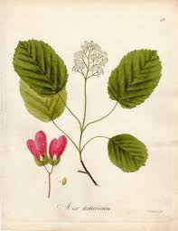 Attēlu rezultāti vaicājumam “Acer tataricum leaf”