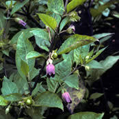 Attēlu rezultāti vaicājumam “Solanaceae”