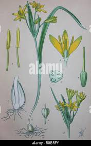 Attēlu rezultāti vaicājumam “Gagea lutea bud”