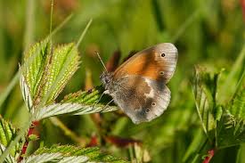 Attēlu rezultāti vaicājumam “Coenonympha tullia underside”