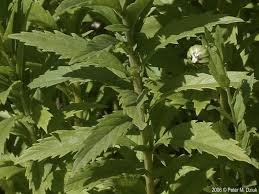 Image result for Leucanthemella serotina