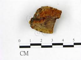 Attēlu rezultāti vaicājumam “Phellinus chrysoloma”