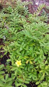 Image result for Potentilla anserina
