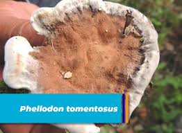 Attēlu rezultāti vaicājumam “Phellodon tomentosus”