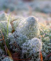 Attēlu rezultāti vaicājumam “Cladonia stellaris”