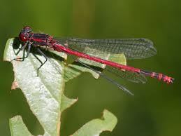 Attēlu rezultāti vaicājumam “Pyrrhosoma nymphula”