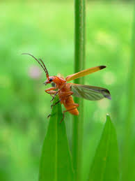 Attēlu rezultāti vaicājumam “Rhagonycha fulva”
