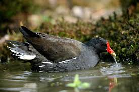 Attēlu rezultāti vaicājumam “Gallinula chloropus adult”