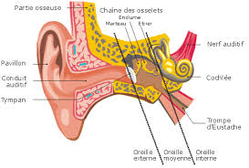 le bruit et ses effets