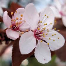 Attēlu rezultāti vaicājumam “Prunus cerasifera flower”