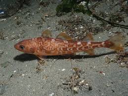 Image result for Gadus macrocephalus