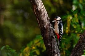 Attēlu rezultāti vaicājumam “Dendrocopos minor”